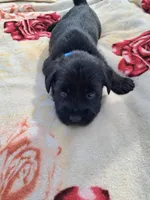 Bear, a male Standard Schnauzer for sale in Toccoa, GA – 6 of 7