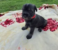 Tyler, a male Standard Schnauzer for sale in Toccoa, GA – 7 of 7