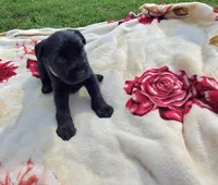 Sylvia., a female Standard Schnauzer for sale in Toccoa, GA – 1 of 6