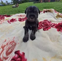 Tyler, a male Standard Schnauzer for sale in Toccoa, GA – 6 of 7