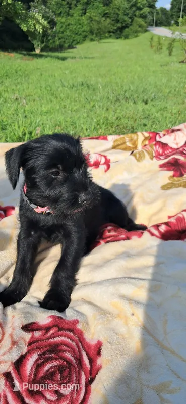 Sylvia – Standard Schnauzer puppy for sale in Toccoa, GA
