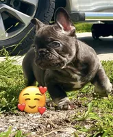 Paris , a female French Bulldog for sale in Melbourne, FL – Photo 2 of 3