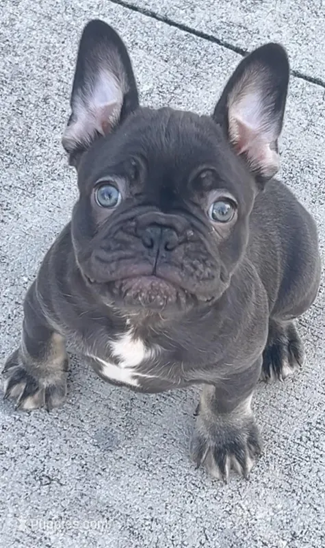 Paris  – French Bulldog puppy for sale in Melbourne, FL