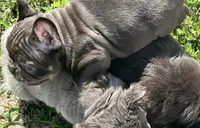 Paris , a female French Bulldog for sale in Melbourne, FL – Photo 3 of 3