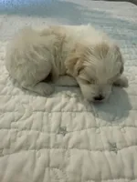Sir Fluffington Pup, a male Miniature Schnauzer and Poodle - Toy  for sale in New Iberia, LA – 4 of 5
