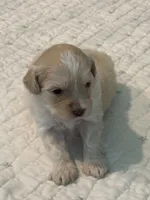 Bark Twain, a male Miniature Schnauzer and Poodle - Toy  for sale in New Iberia, LA – 2 of 4