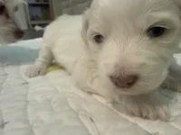 Theodore pupsavelt , a male Miniature Schnauzer and Poodle - Toy  for sale in New Iberia, LA – 2 of 3