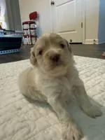 Bark Twain, a male Miniature Schnauzer and Poodle - Toy  for sale in New Iberia, LA – 3 of 4