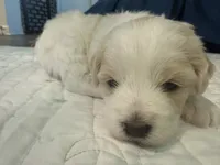 Sir Fluffington Pup, a male Miniature Schnauzer and Poodle - Toy  for sale in New Iberia, LA – 3 of 5