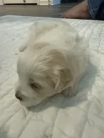 Sir Fluffington Pup, a male Miniature Schnauzer and Poodle - Toy  for sale in New Iberia, LA – 5 of 5