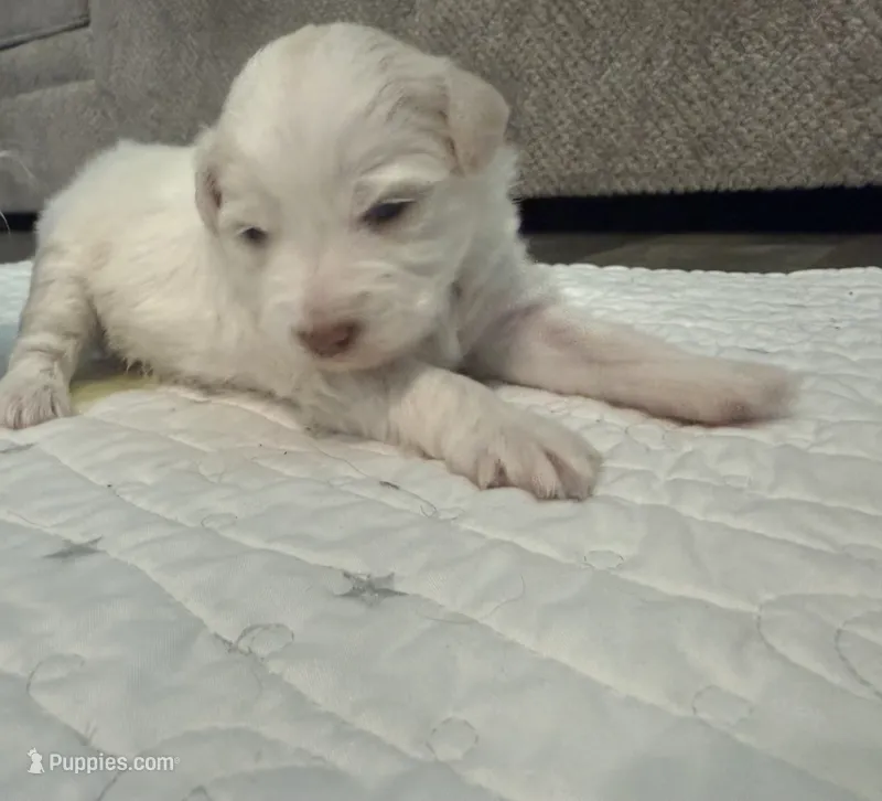 Theodore pupsavelt  – Miniature Schnauzer, Poodle - Toy  puppy for sale in New Iberia, LA