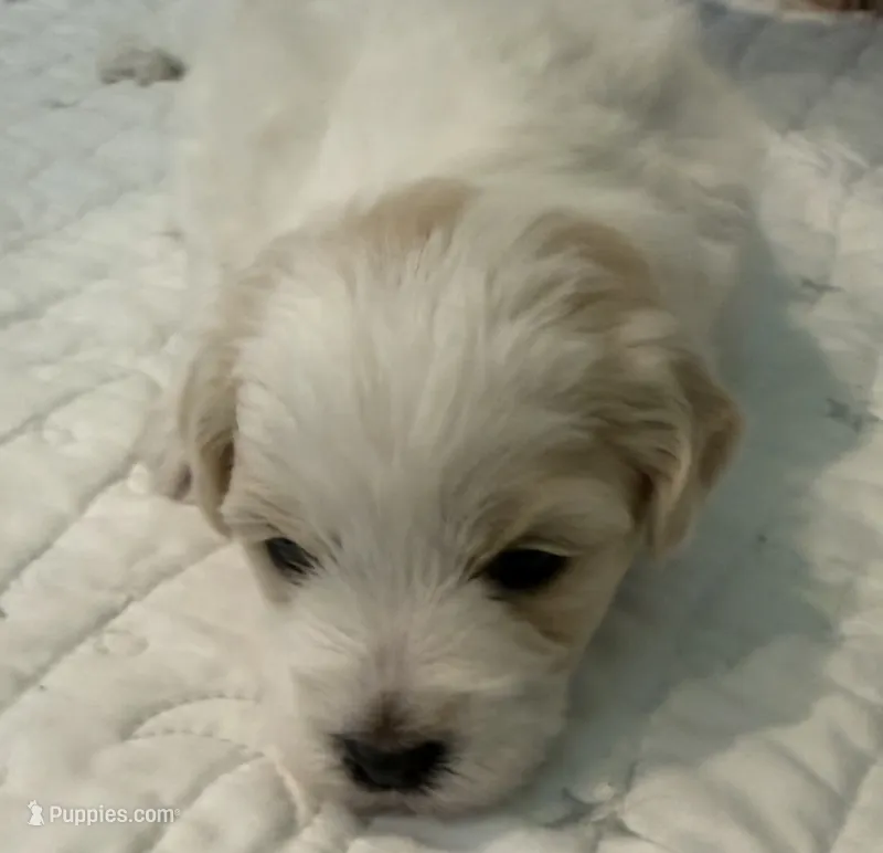 Sir Fluffington Pup – Miniature Schnauzer, Poodle - Toy  puppy for sale in New Iberia, LA