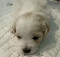 Sir Fluffington Pup, a male Miniature Schnauzer and Poodle - Toy  for sale in New Iberia, LA – 1 of 5
