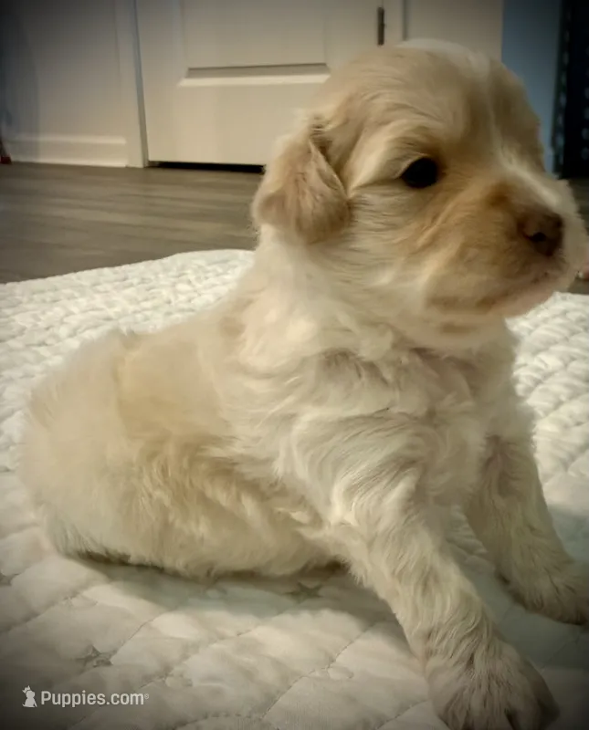 Bark Twain – Miniature Schnauzer, Poodle - Toy  puppy for sale in New Iberia, LA