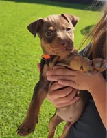 Orange , a male Miniature Pinscher for sale in San Jacinto, CA – Photo 1 of 2