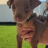 Green, a male Miniature Pinscher for sale in San Jacinto, CA – Photo 1 of 4