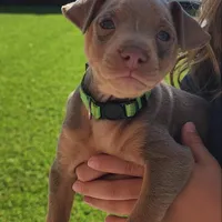 Green, a male Miniature Pinscher for sale in San Jacinto, CA – Photo 2 of 4