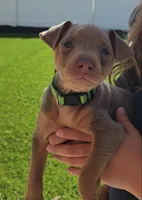 Green, a male Miniature Pinscher for sale in San Jacinto, CA – Photo 1 of 2