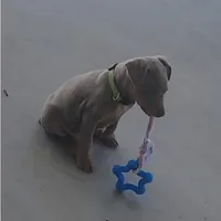 Green, a male Miniature Pinscher for sale in San Jacinto, CA – Photo 4 of 4