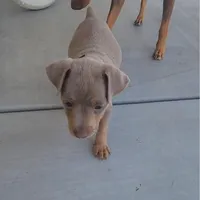 Green, a male Miniature Pinscher for sale in San Jacinto, CA – Photo 3 of 4