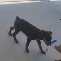 Red, a male Miniature Pinscher for sale in San Jacinto, CA – Photo 3 of 3