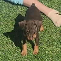 Red, a male Miniature Pinscher for sale in San Jacinto, CA – Photo 2 of 3