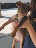 Lavender , a female Miniature Pinscher for sale in San Jacinto, CA – Photo 2 of 2