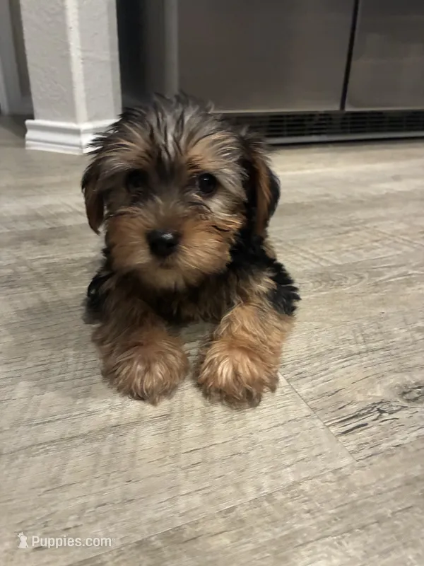 Jax – Yorkshire Terrier puppy for sale in Austin, TX
