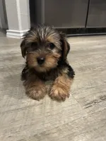 Jax, a male Yorkshire Terrier for sale in Austin, TX – 1 of 4