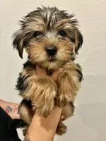 Jax, a male Yorkshire Terrier for sale in Austin, TX – 2 of 4
