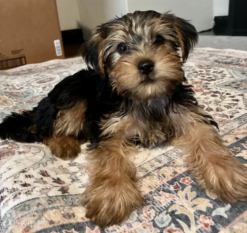 Max  – Yorkshire Terrier puppy for sale in Austin, TX