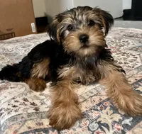 Max , a male Yorkshire Terrier for sale in Austin, TX – 1 of 5