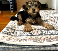 Max , a male Yorkshire Terrier for sale in Austin, TX – 3 of 5