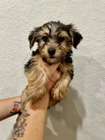 Jax, a male Yorkshire Terrier for sale in Austin, TX – 3 of 4