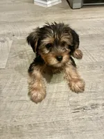 Jax, a male Yorkshire Terrier for sale in Austin, TX – 4 of 4