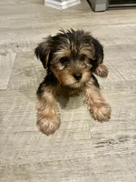 Max , a male Yorkshire Terrier for sale in Austin, TX – 2 of 5