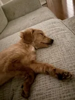 Lacy F1B Mini Goldendoodle, a female Miniature Goldendoodle for sale in Houston, TX – Photo 4 of 4