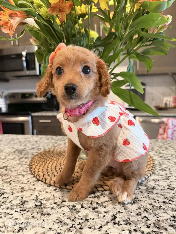 Lacy F1B Mini Goldendoodle – Miniature Goldendoodle puppy for sale in Houston, TX