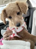 Lacy F1B Mini Goldendoodle, a female Miniature Goldendoodle for sale in Houston, TX – Photo 3 of 4