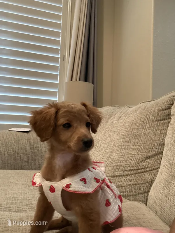 Lacy F1B Mini Goldendoodle – Miniature Goldendoodle puppy for sale in Houston, TX