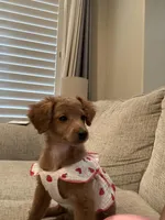 Lacy F1B Mini Goldendoodle, a female Miniature Goldendoodle for sale in Houston, TX – Photo 2 of 4