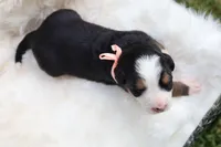Honey (Pink Bow), a female Bernese Mountain Dog for sale in Middlesex, NC – 3 of 3