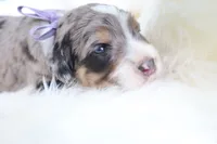 Cookie , a female Bernedoodle for sale in Middlesex, NC – 9 of 10