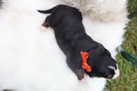Mazie (Orange Bow) , a female Bernese Mountain Dog for sale in Middlesex, NC – 2 of 3