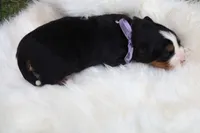 Hazel, a female Bernese Mountain Dog for sale in Middlesex, NC – 3 of 3