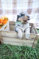 Oreo, a male Bernedoodle for sale in Middlesex, NC – 5 of 10