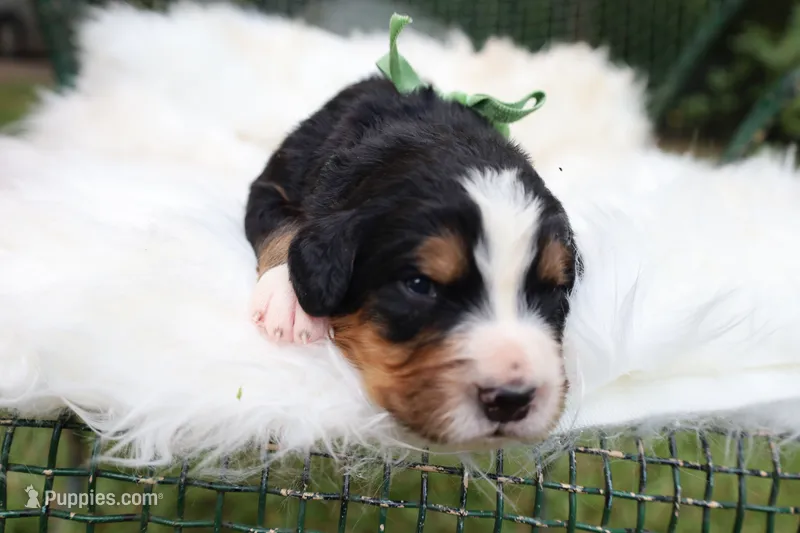 Clover (Green Bow) – Bernese Mountain Dog puppy for sale in Middlesex, NC
