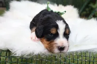 Clover (Green Bow), a female Bernese Mountain Dog for sale in Middlesex, NC – 1 of 3