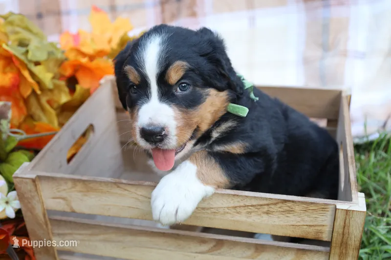 Clover (Green Bow) – Bernese Mountain Dog puppy for sale in Middlesex, NC