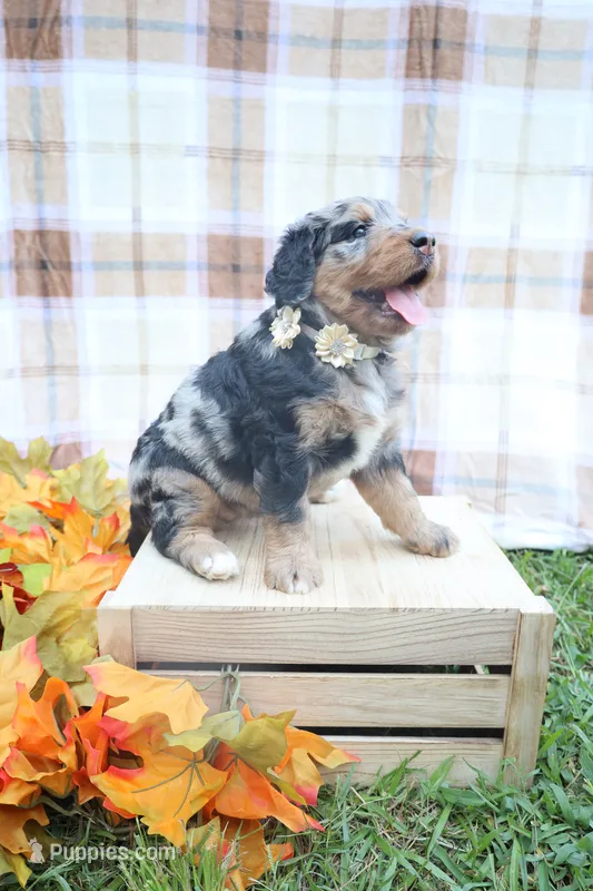 Mocha – Bernedoodle puppy for sale in Middlesex, NC